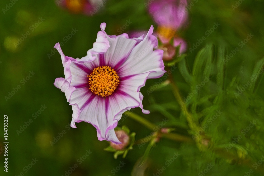 Obraz premium цветной бутон красивого цветка в зелёных растениях