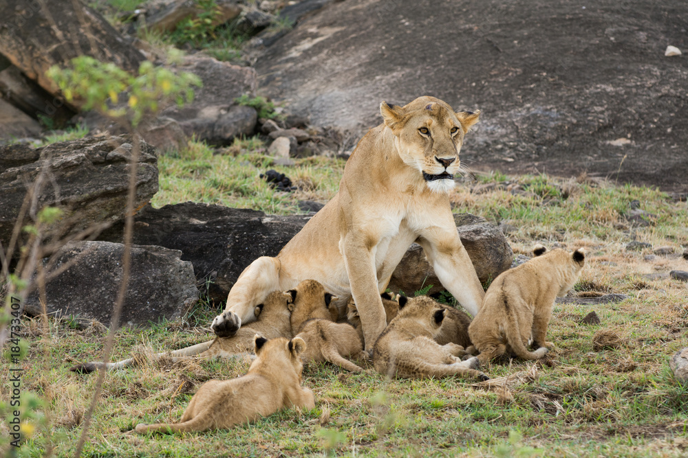 Naklejka premium Female lion and cubs