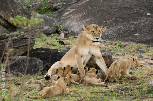 Female lion and cubs