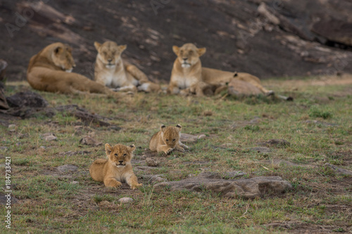 Fototapeta Naklejka Na Ścianę i Meble -  Lioness and cubs in Masai Mara