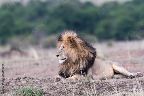 Fototapeta Naklejka Na Ścianę i Meble -  Male african lion