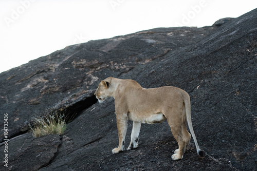 Female lion in Masai Mara  Kenya