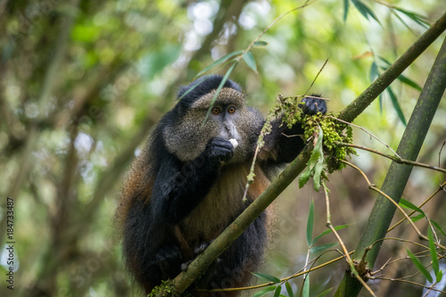 Golden monkey feeding