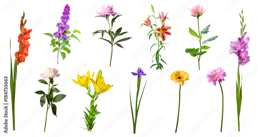 Spring flowers isolated Spring flowers isolated