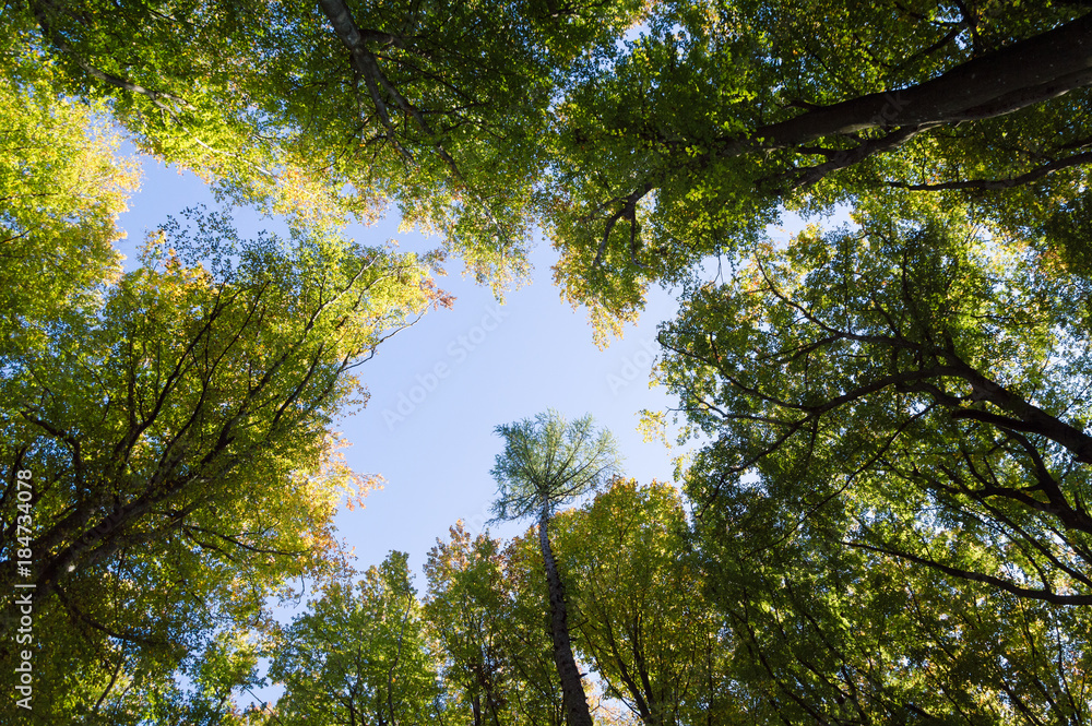 Fototapeta premium bottom up trees in late summer forest