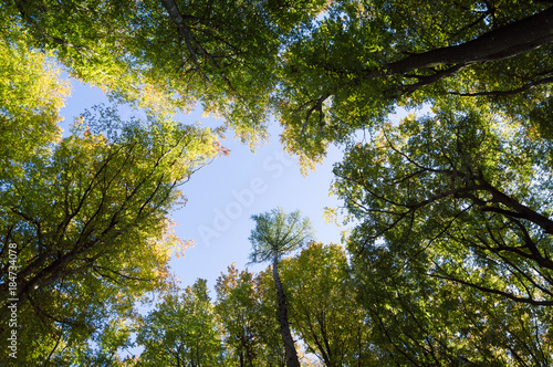 bottom up  trees in late summer forest