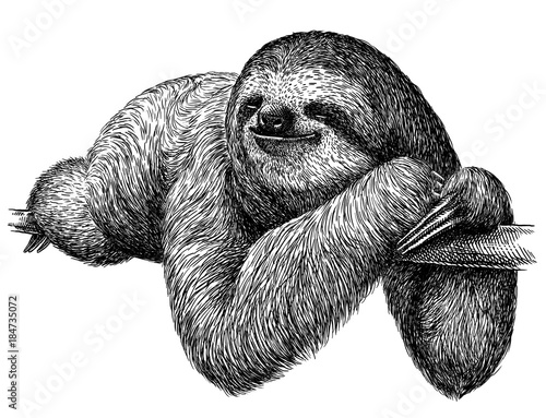 black and white engrave isolated sloth illustration photo