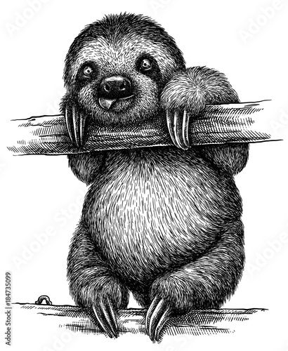 black and white engrave isolated sloth illustration