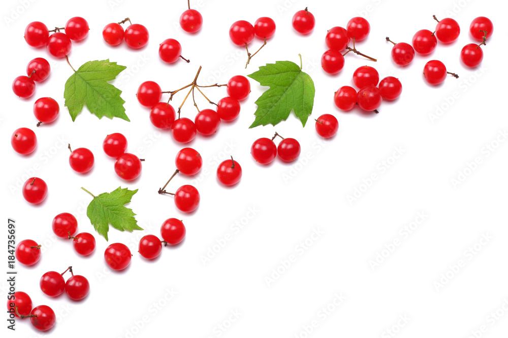 Red berries of Viburnum (arrow wood) with green leaf isolated on white background top view Red berries of Viburnum (arrow wood) with green leaf isolated on white background top view