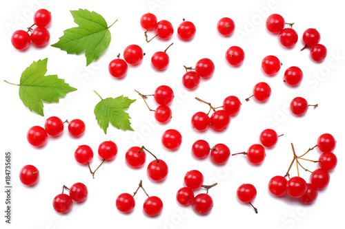 Red berries of Viburnum (arrow wood) with green leaf isolated on white background top view