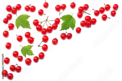 Red berries of Viburnum (arrow wood) with green leaf isolated on white background top view