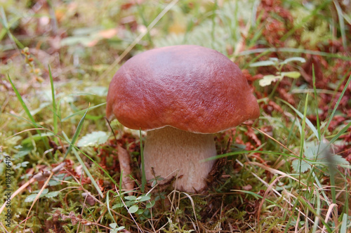 Boletus edulis mushroom in forest