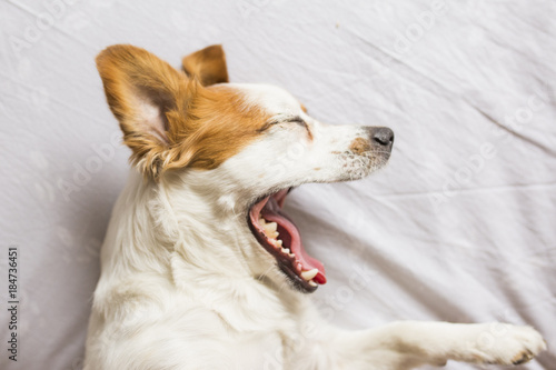 cute white and brown small dog sitting on bed and feeling tired. he is yawning. Home, pets indoors