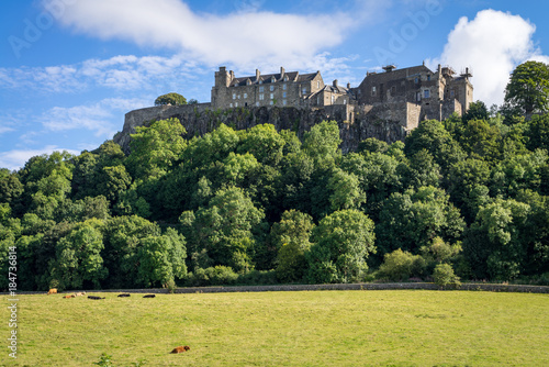 Canvas Print Cows in Pasture at Stirling Castle in Scotland
