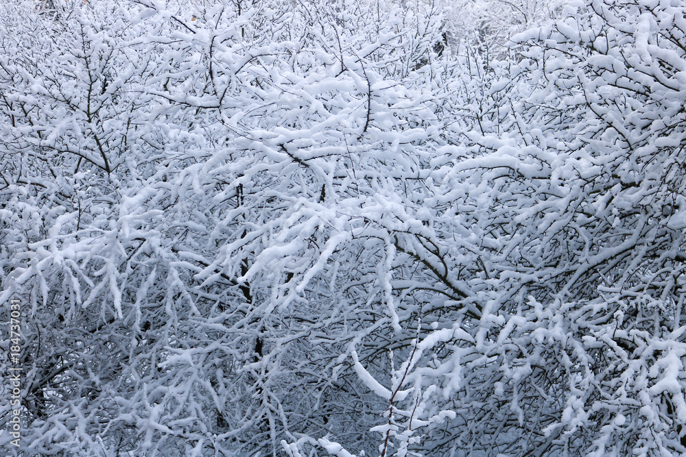 Tree branches covered with snow Tree branches covered with snow