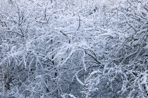 Tree branches covered with snow © Юлия Гьошкова