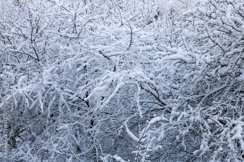 Tree branches covered with snow