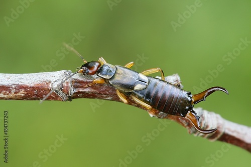 Common European earwig, Forficula auricularia