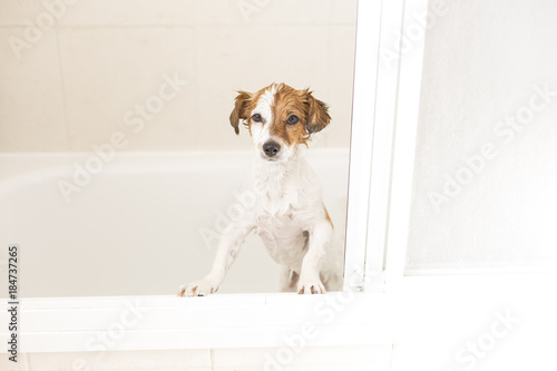 cute lovely white and brown small dog wet in bathtub looking at the camera. white background. Indoors © Eva