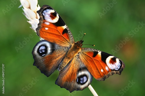 European peacock butterfly, Nymphalis io photo