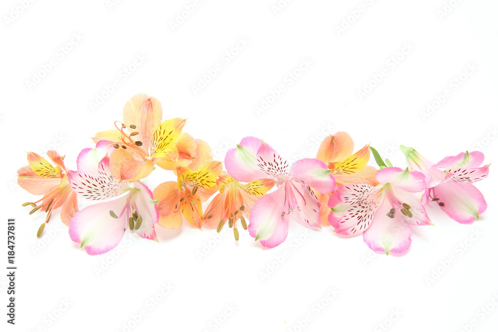 Fototapeta premium アルストロメリア