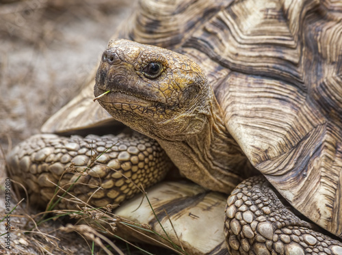 Aldabra Giant Tortoise (Aldabrachelys Gigantea)