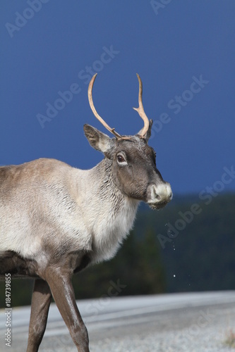 wild caribou on road in northern territories, canada