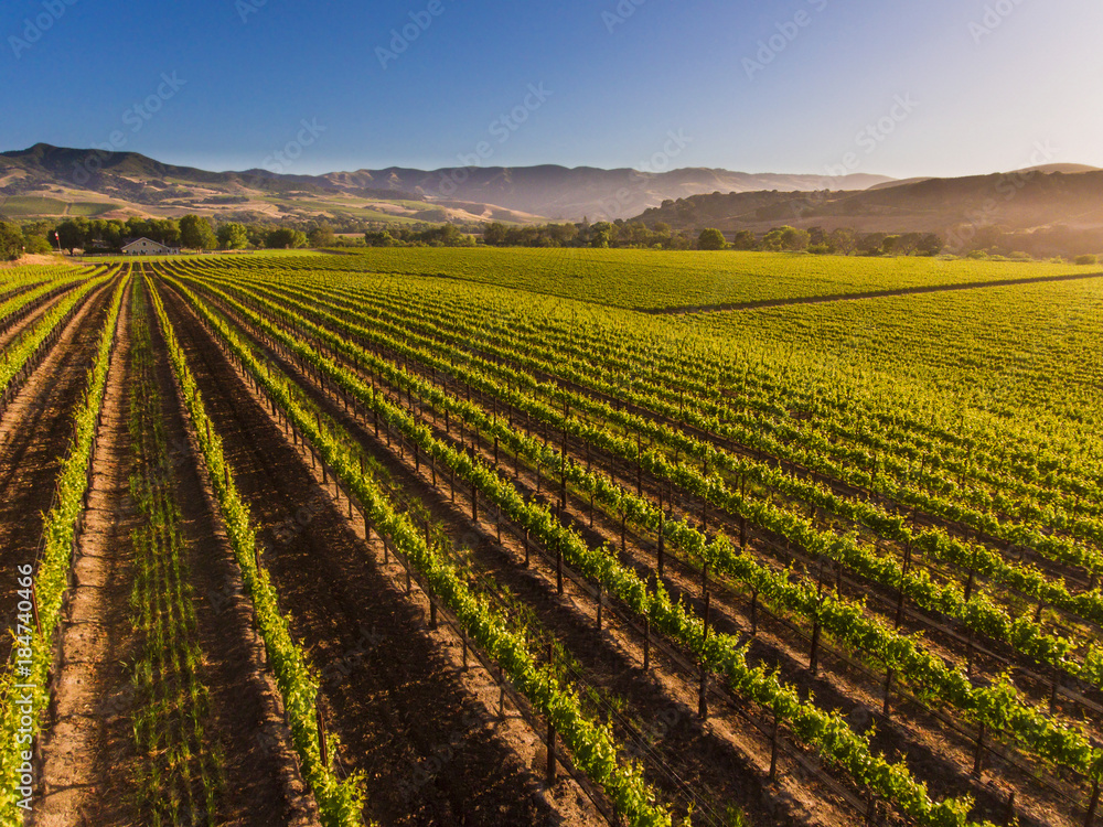 aerial of a vineyard in the Santa Ynez Valley, California