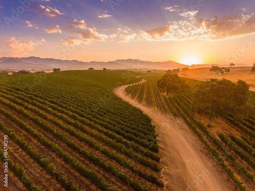 aerial view of vineyard along Happy Canyon Road ar sunrise, Santa Ynez Valley, California