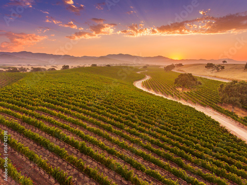 aerial view of vineyard at sunrise, Santa Ynez Valley, California