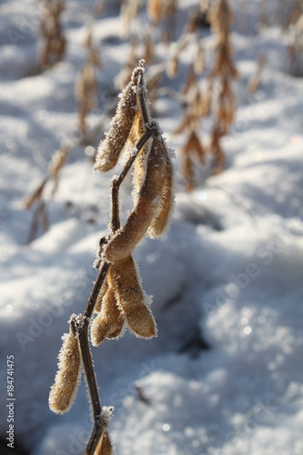 Cold soy beans