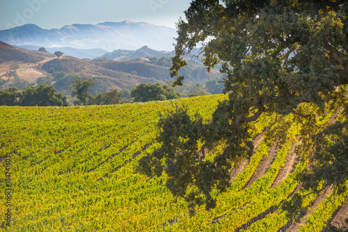 vineyards in the Santa Ynez Valley, California photo