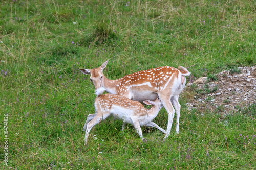 Fototapeta Naklejka Na Ścianę i Meble -  fallow deer (Dama dama). Parc de Merlet, France