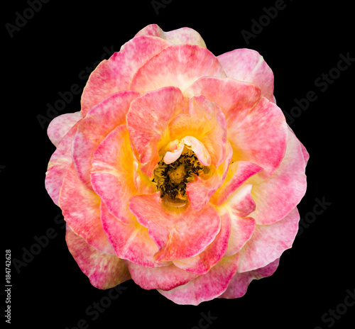 Natural tender exotic pink and white rose flower isolated on black