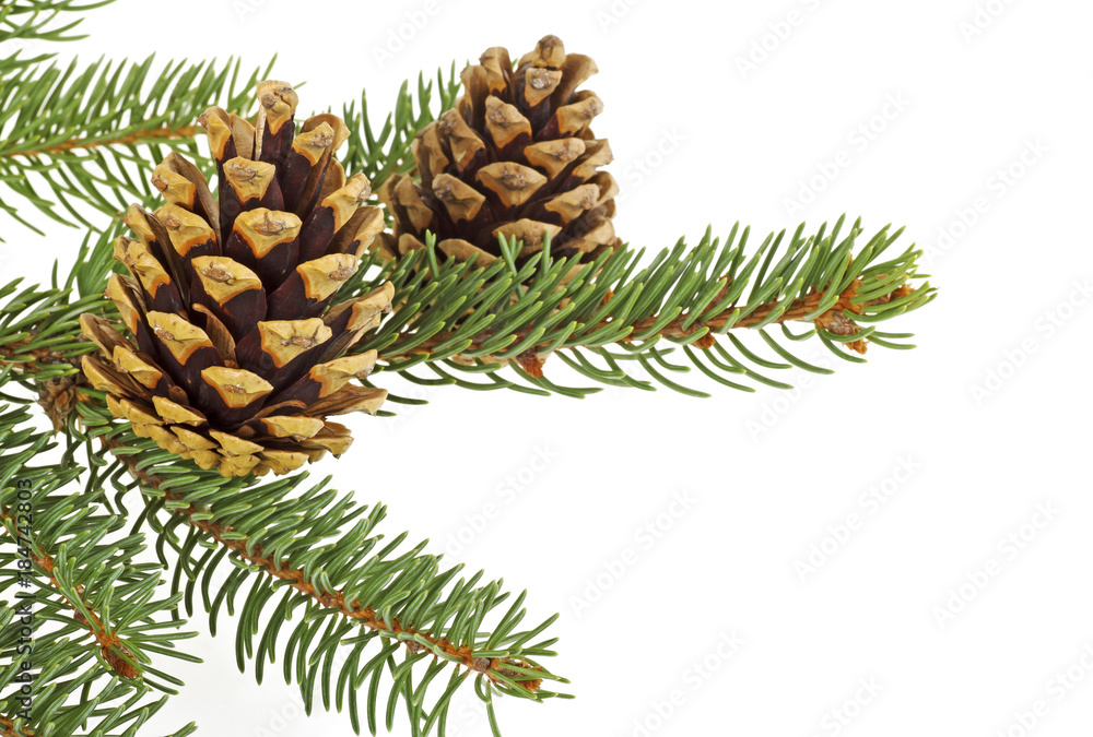 Branch of a Christmas tree and pine cones on a white background Branch of a Christmas tree and pine cones on a white background