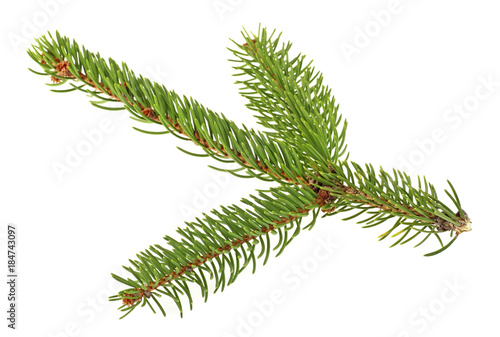 Closeup of fir branch on a white background