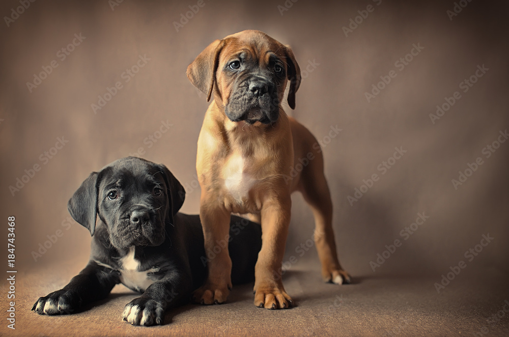 two purebred funny puppy stand and sit and look at the frame. Cane Corso and Mastiff