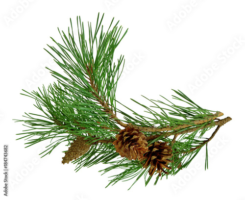 pine branch with cones, isolated without a shadow. Close-up. Christmas. New Year.