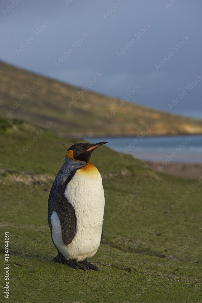 Fototapeta premium King Penguin (Aptenodytes patagonicus) standing on a sandy beach on Saunders Island in the Falkland Islands.