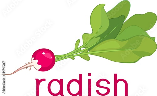 Pink radish with green leaves and title on white background