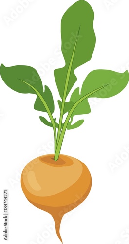 Turnip with haulm on white background