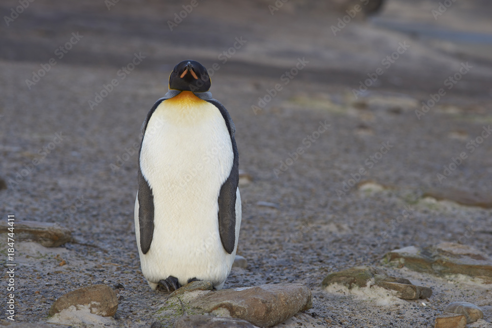 Fototapeta premium King Penguin (Aptenodytes patagonicus) standing on a sandy beach on Saunders Island in the Falkland Islands.