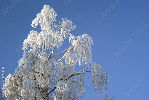 Fotografie, Obraz covered with hoarfrost top of a silver birch on blue sky background