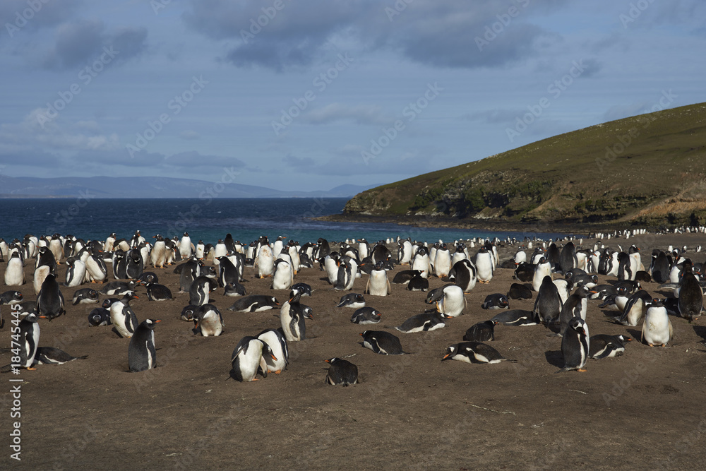 Naklejka premium The Neck on Saunders Island in the Falkland Islands; home to multiple colonies of Gentoo Penguins (Pygoscelis papua) and other wildlife.