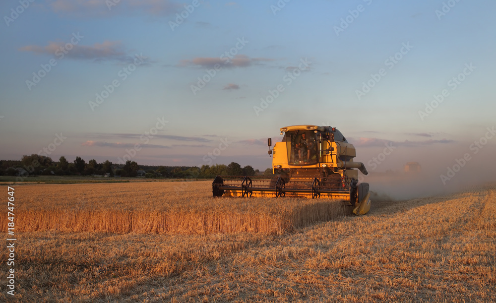 Fototapeta premium Wheat harvest in Ukraine
