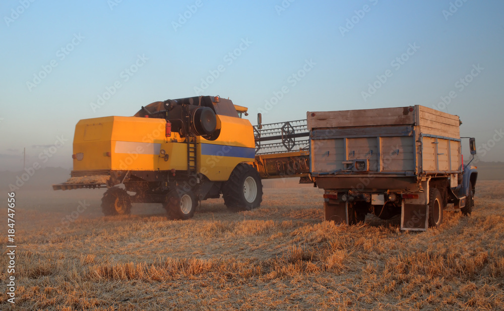 Wheat harvest in Ukraine