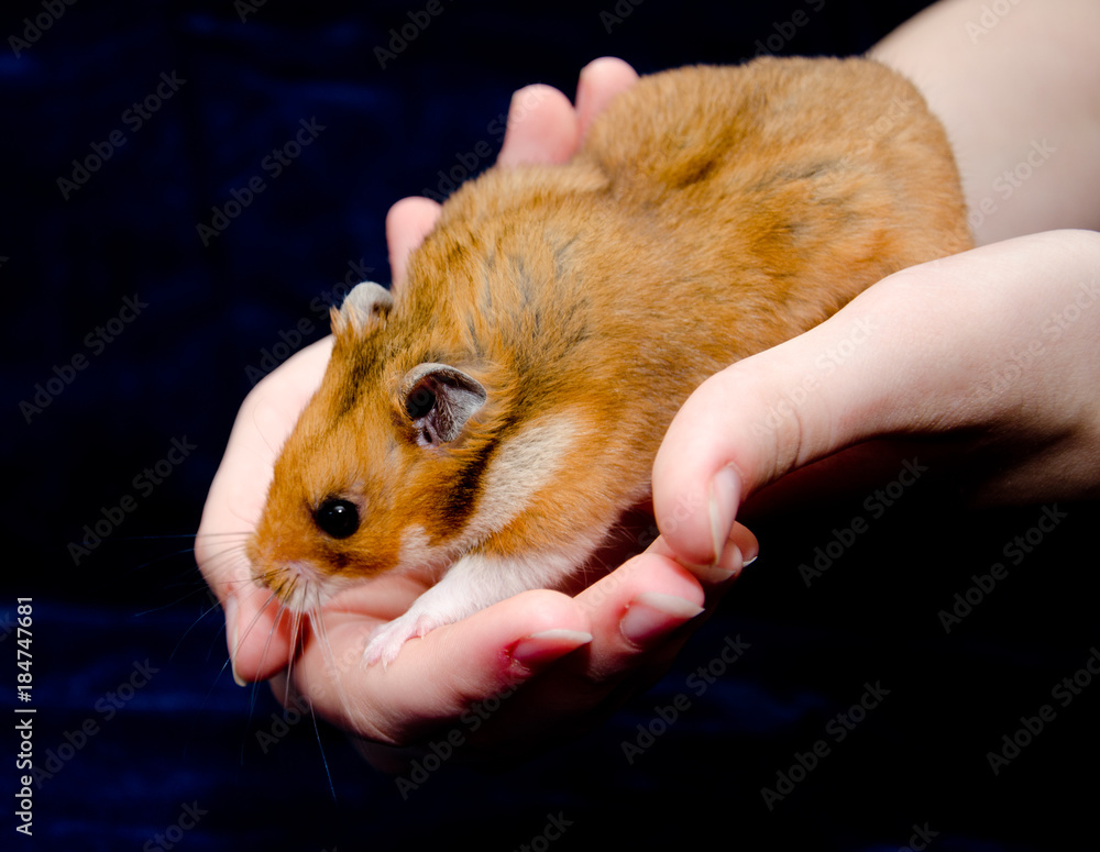Funny cute Syrian hamster in child hands (against a dark background) Stock Photo | Adobe Stock Funny cute Syrian hamster in child hands (against a dark background) Stock Photo | Adobe Stock