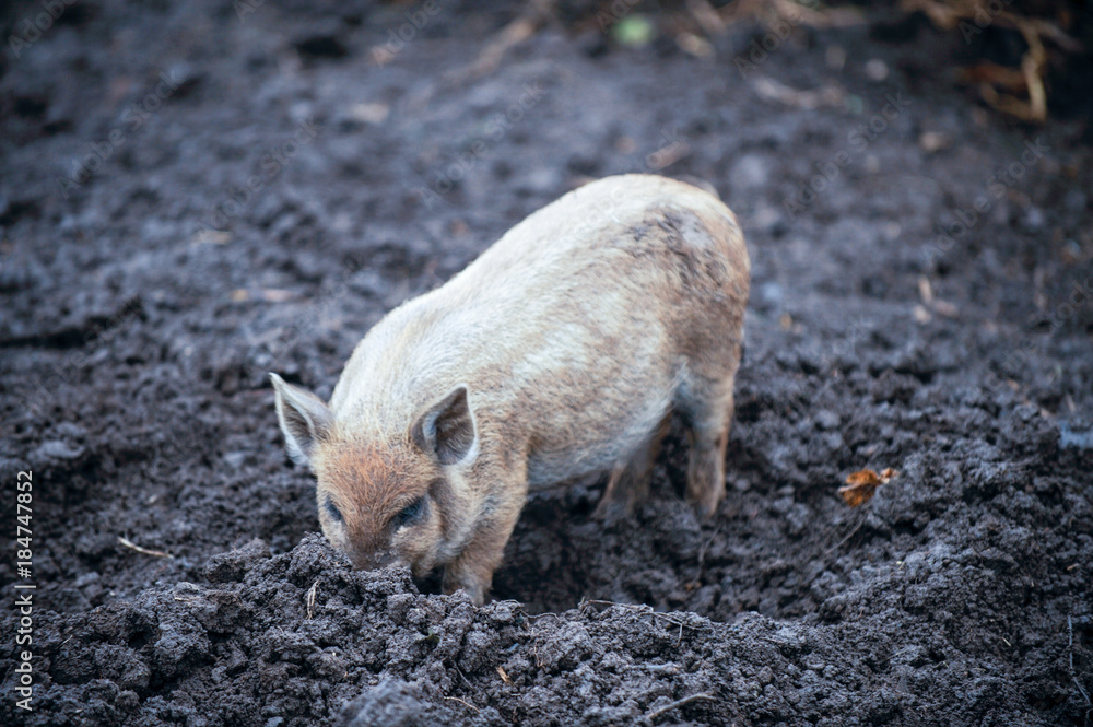 Happy domestic piglets and pigs play and have fun in the open. The concept of ecological and organic food on a pig farm in the village. Happy domestic piglets and pigs play and have fun in the open. The concept of ecological and organic food on a pig farm in the village.