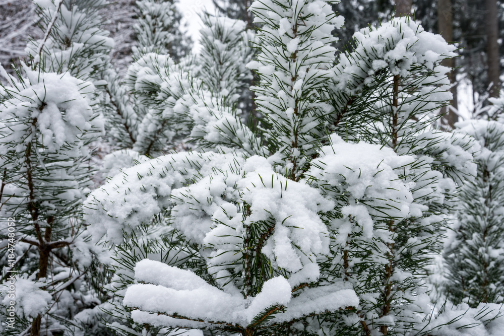 Branches of a pine tree covered with snow - Close up christmas tree