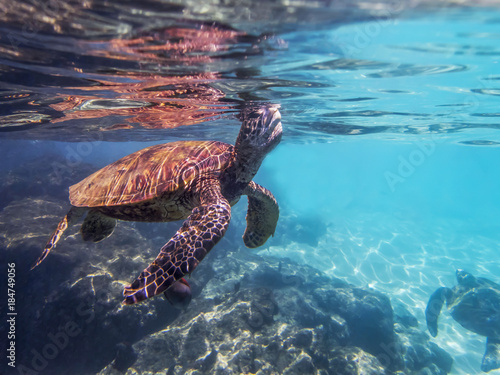 Sea Turtle Breaths at Surface of Ocean in Bright Sunlight Shot from Underwater © Erin